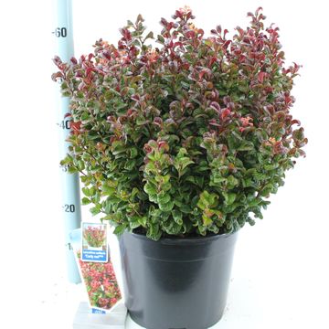 Leucothoe axillaris 'Curly Red'