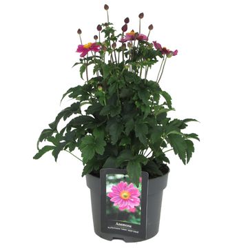 Anemone 'Pretty Lady Emily'