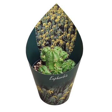Euphorbia frankii