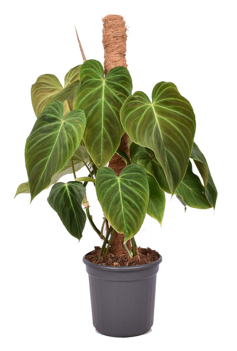 Philodendron 'Splendid' — Plant Wholesale FlorAccess