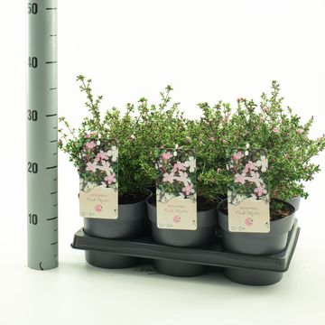 Serissa japonica 'Pink Mystic'