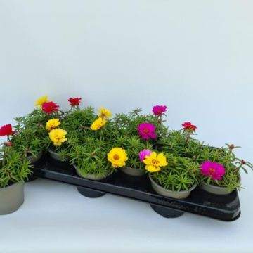 Portulaca grandiflora MIX