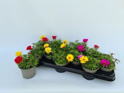 Portulaca grandiflora MIX