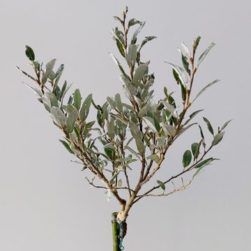 Salix helvetica