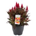Celosia KELOS FIRE SCARLET