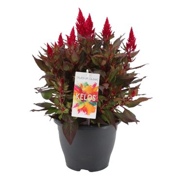 Celosia KELOS FIRE SCARLET