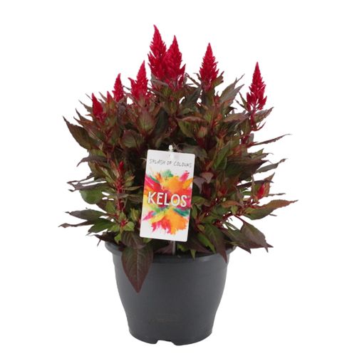 Celosia KELOS FIRE SCARLET
