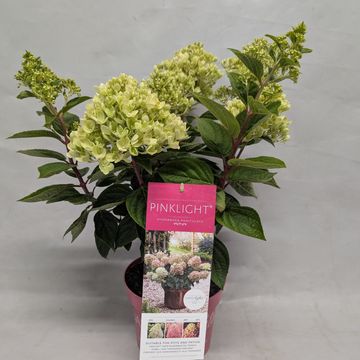 Hydrangea paniculata PINKLIGHT