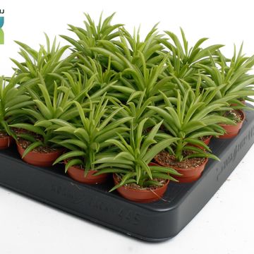 Peperomia 'Sweet Spark'