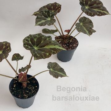 Begonia barsalouxiae