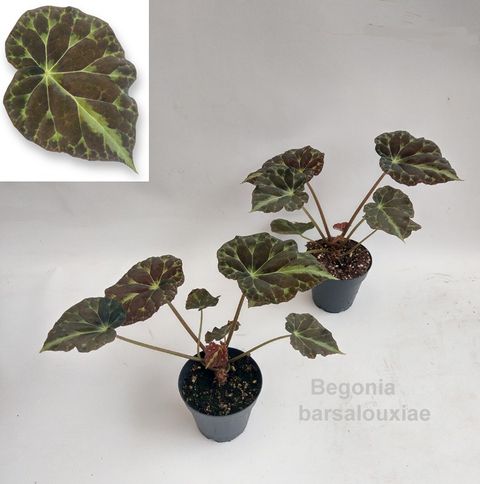 Begonia barsalouxiae