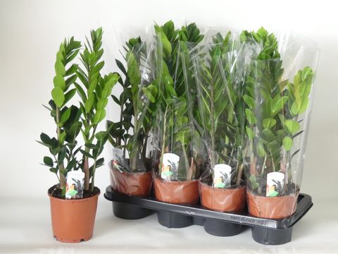 Zamioculcas zamiifolia