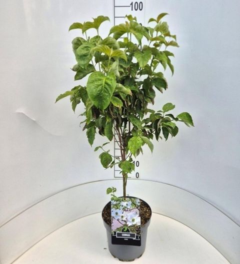 Cornus florida