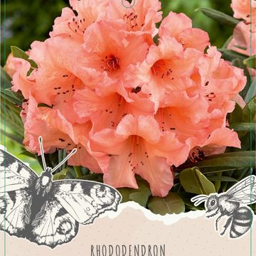 Rhododendron 'Tortoiseshell Orange'