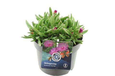 Delosperma 'Hot Pink'