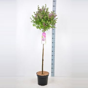 Syringa meyeri 'Palibin'