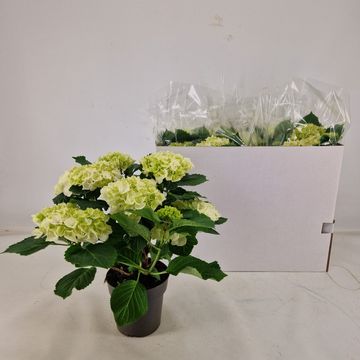 Hydrangea macrophylla CRYSTAL PALACE