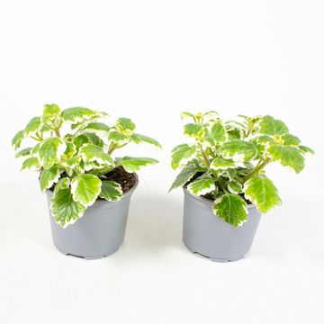 Plectranthus fruticosus