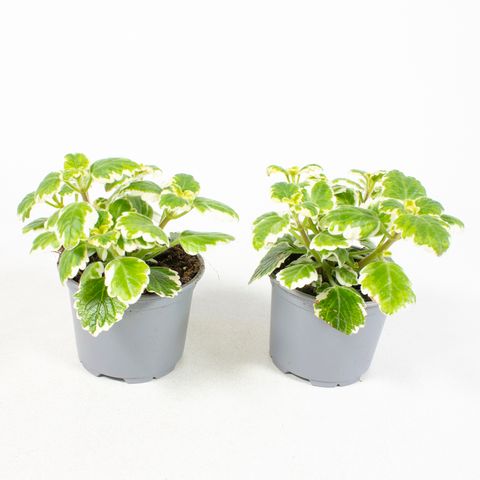 Plectranthus fruticosus