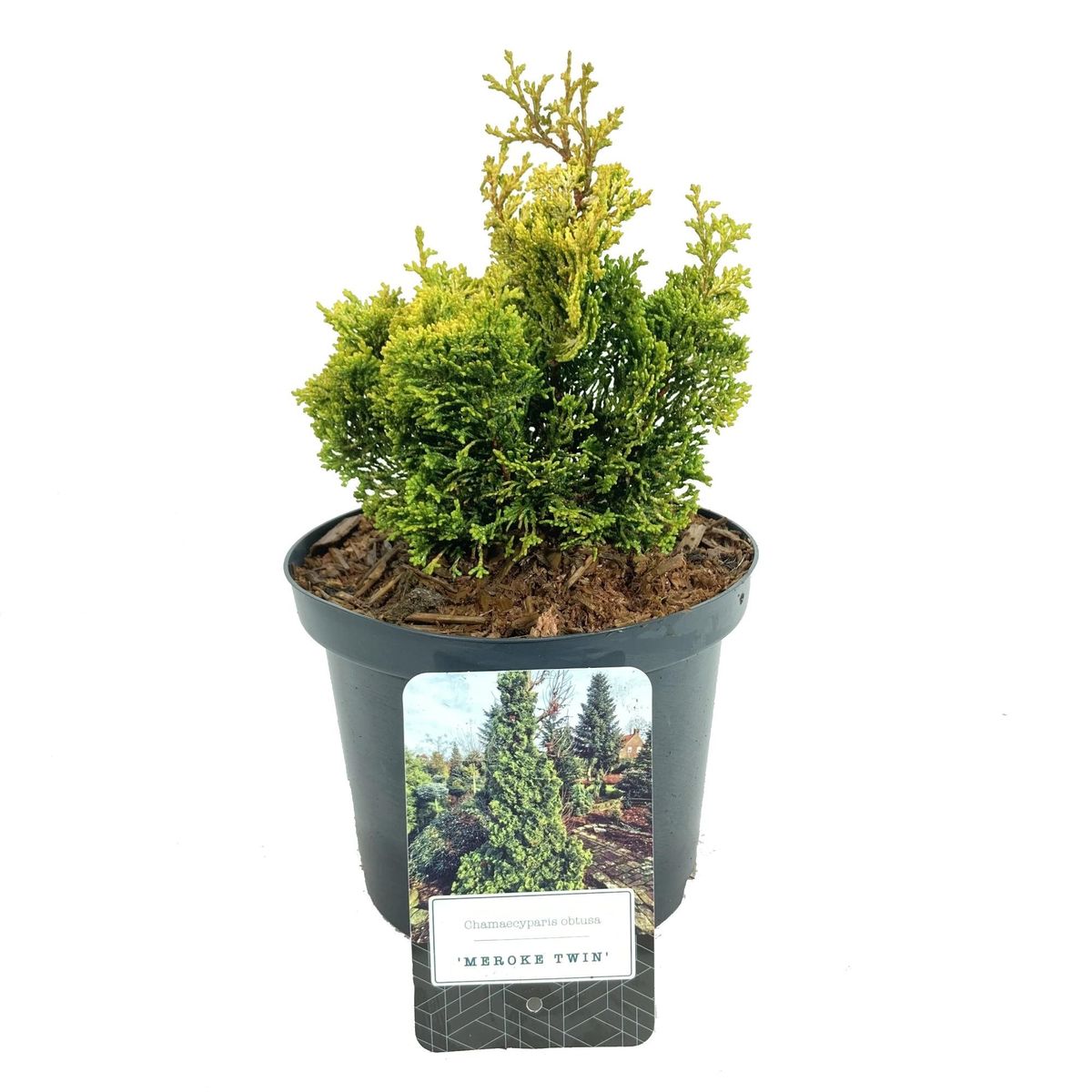 Chamaecyparis Obtusa Meroke Plant Wholesale Floraccess