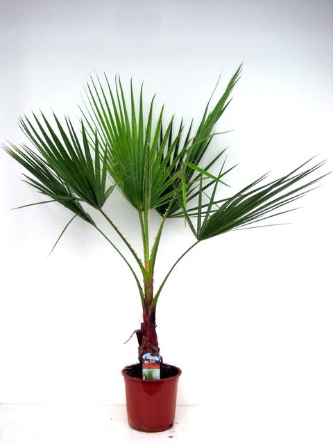 Washingtonia robusta