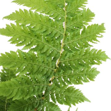 Cyathea cooperi