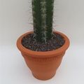 Lemaireocereus pruinosus