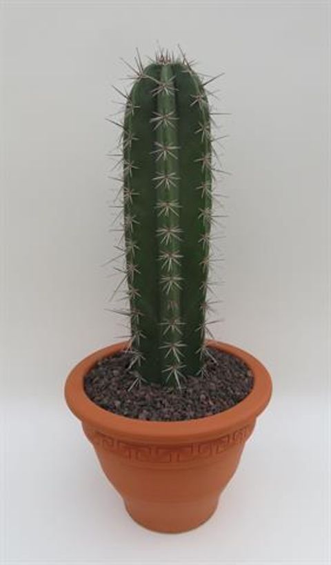 Lemaireocereus pruinosus