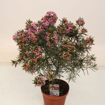 Chamelaucium uncinatum
