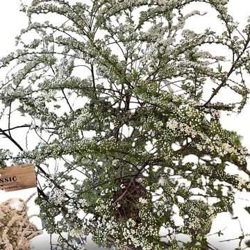 Spiraea x cinerea 'Grefsheim'