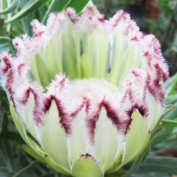 Protea neriifolia 'Limelight'