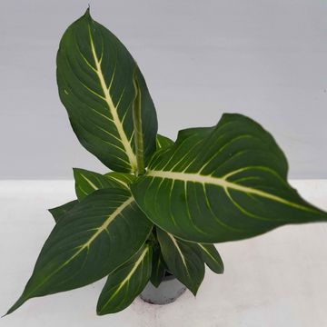 Dieffenbachia 'Sterling'