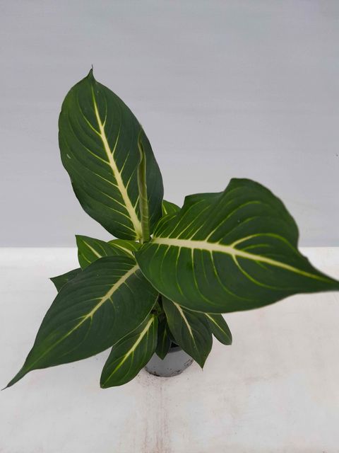 Dieffenbachia 'Sterling'