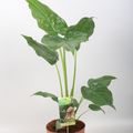 Alocasia cucullata