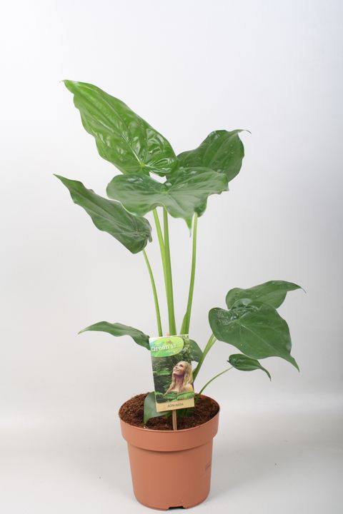 Alocasia cucullata