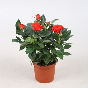 Rosa FAVOURITE ROSES MIX