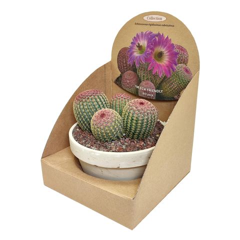 Echinocereus rigidissimus rubispinus