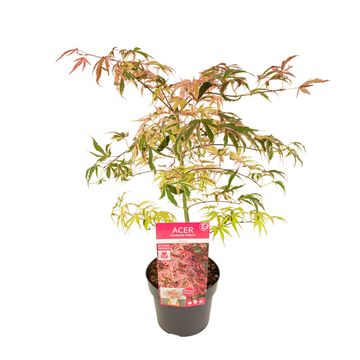 Acer palmatum 'Shirazz Dream'