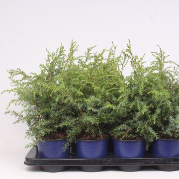 Juniperus communis 'Hibernica'