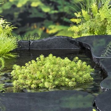 Myriophyllum rubricaule
