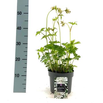 Astrantia major 'Shaggy'