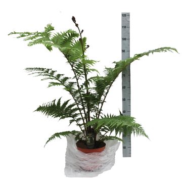 Cyathea cooperi