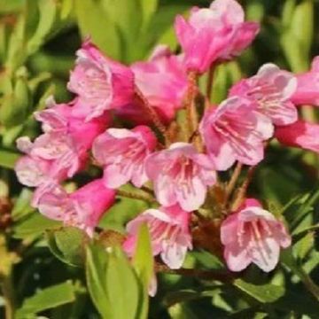 Rhododendron BLOOMBUX MAGENTA