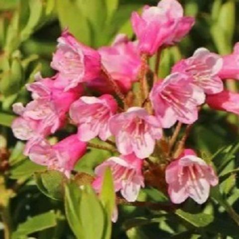 Rhododendron BLOOMBUX MAGENTA