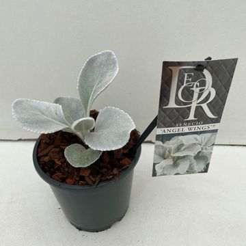 Senecio candicans ANGEL WINGS