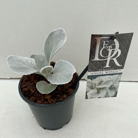 Senecio candicans ANGEL WINGS