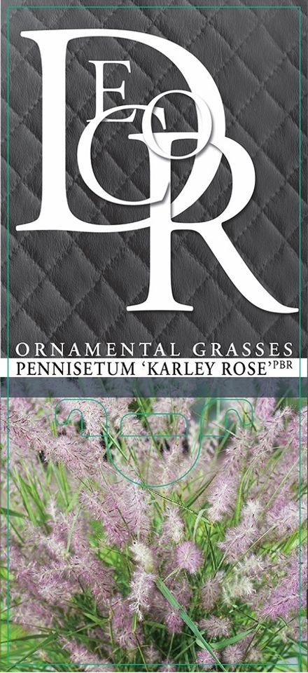 Pennisetum orientale 'Karley Rose'