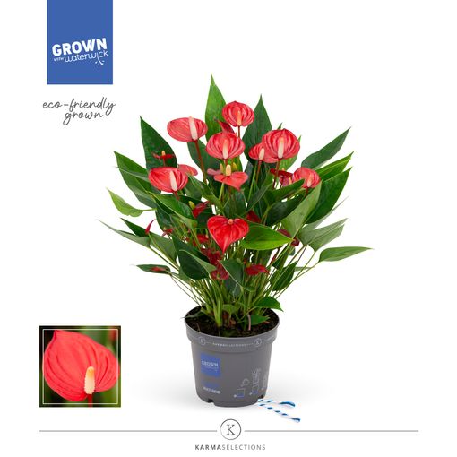 Anthurium MILLION FLOWERS RED (Karma Plants)