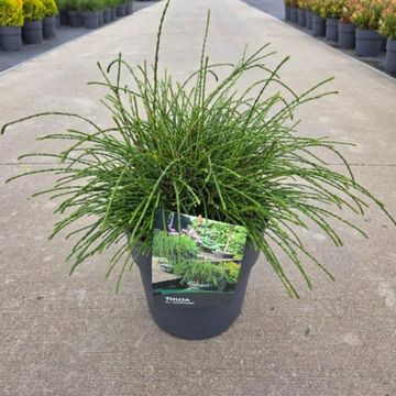 Thuja plicata 'Whipcord'