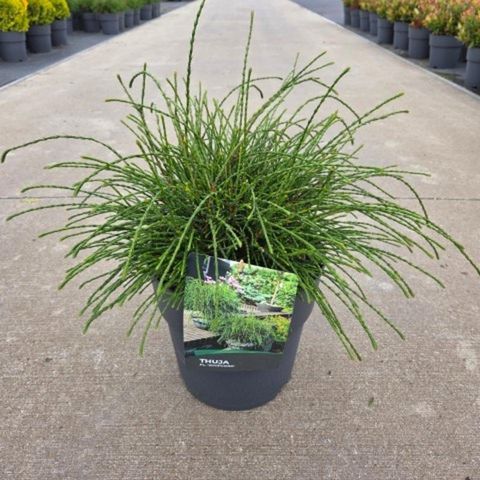 Thuja plicata 'Whipcord'